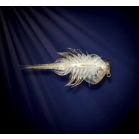 Aqua Dragons Vízalatti Élővilág