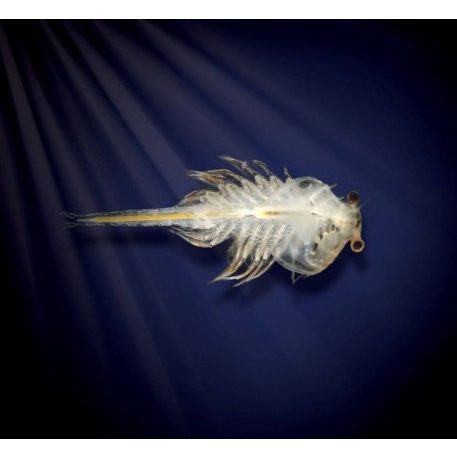 Aqua Dragons Vízalatti Élővilág